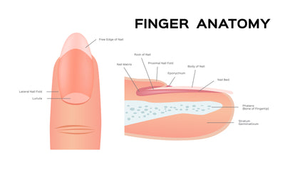 Understanding Nail Anatomy: A Guide for Nail Technicians